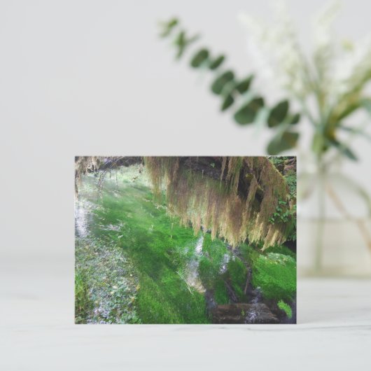 Carte Postale Forêt de pluie Hoh (Debout devant)