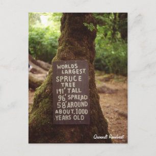 Carte Postale Forêt de Quinault