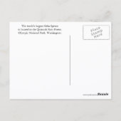 Carte Postale Forêt de Quinault (Dos)