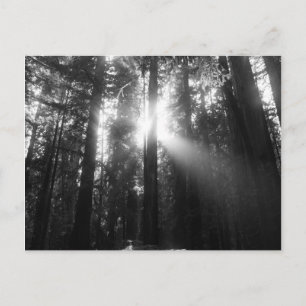Carte Postale Forêt de sébois