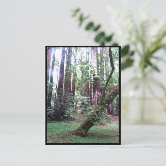 Carte Postale Forêt de sébois (Debout devant)