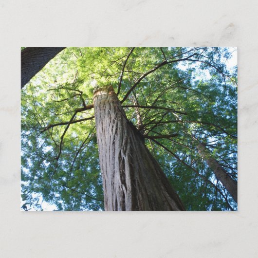 Carte Postale Forêt de séquoias - Californie (Devant)