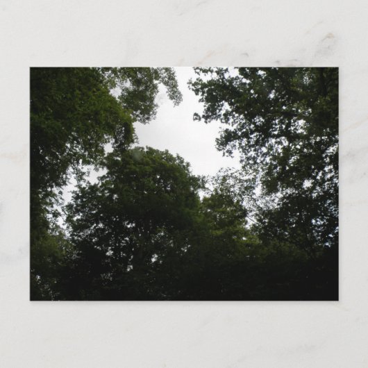 Carte postale Forêt déplaisante (Devant)