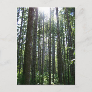 Carte Postale Forêt des îles Vancover