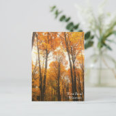 Carte Postale Forêt d'Orange (Debout devant)