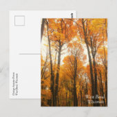 Carte Postale Forêt d'Orange (Devant / Derrière)