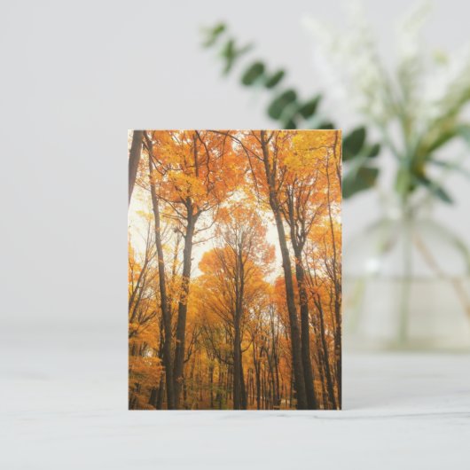 Carte Postale Forêt d'Orange (Debout devant)