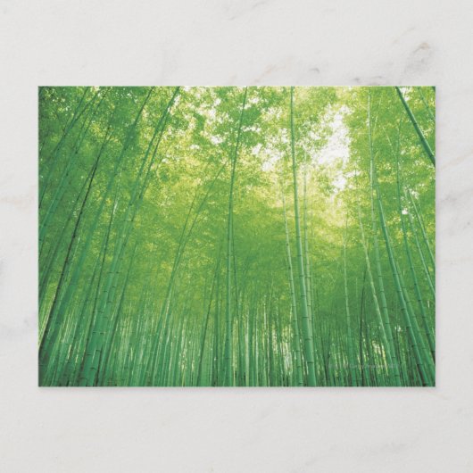 Carte Postale Forêt en bambou 2 (Devant)