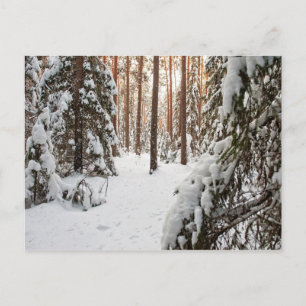 Carte Postale Forêt en hiver