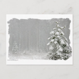 Carte Postale Forêt en hiver