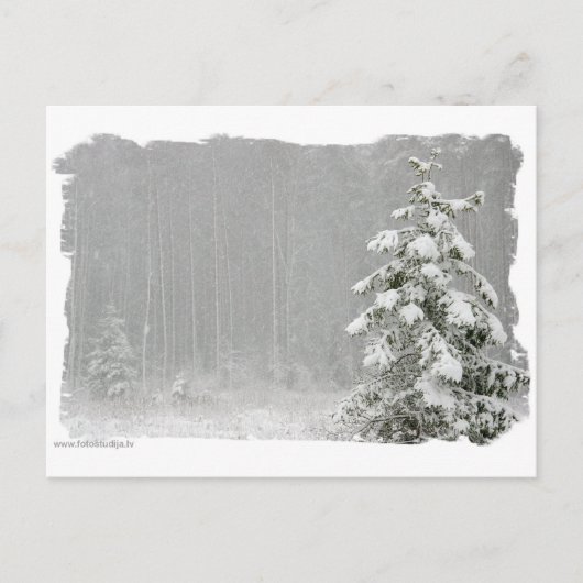 Carte Postale Forêt en hiver (Devant)