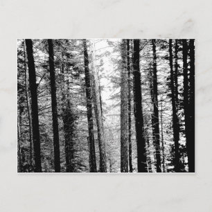 Carte Postale Forêt en noir et blanc