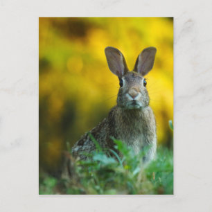Carte Postale Forêt faunique lapin
