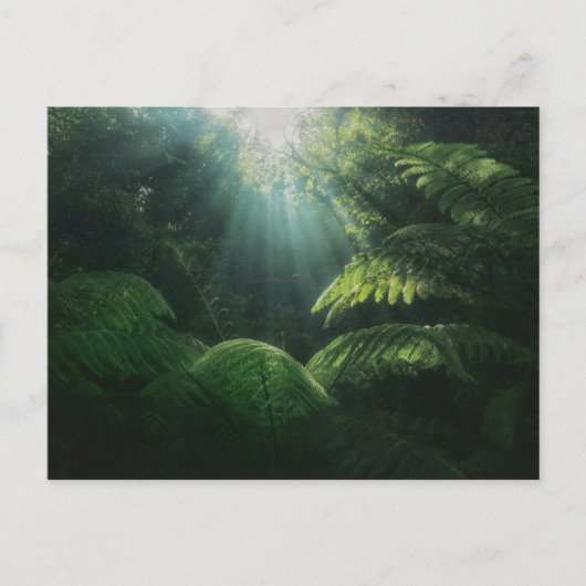 Carte Postale Forêt | Fermes dans la forêt tropicale (Devant)