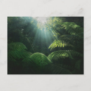 Carte Postale Forêt   Fermes dans la forêt tropicale
