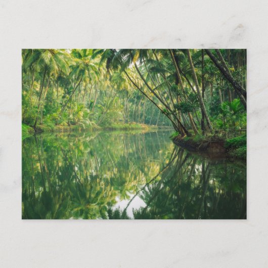 Carte Postale Forêt | Forêt de mangrove (Devant)