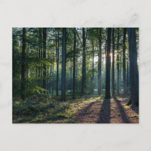 Carte Postale Forêt Forêt Noire Allemagne