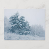 Carte Postale Forêt hiver photo (Devant)