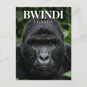 Carte Postale Forêt impenetrable de Bwindi Ouganda