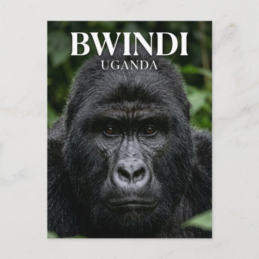Carte Postale Forêt impenetrable de Bwindi Ouganda (Devant)