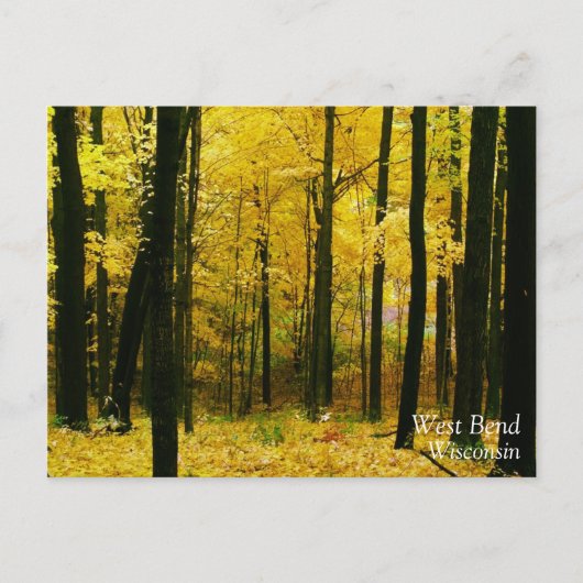 Carte Postale Forêt jaune d'automne (Devant)