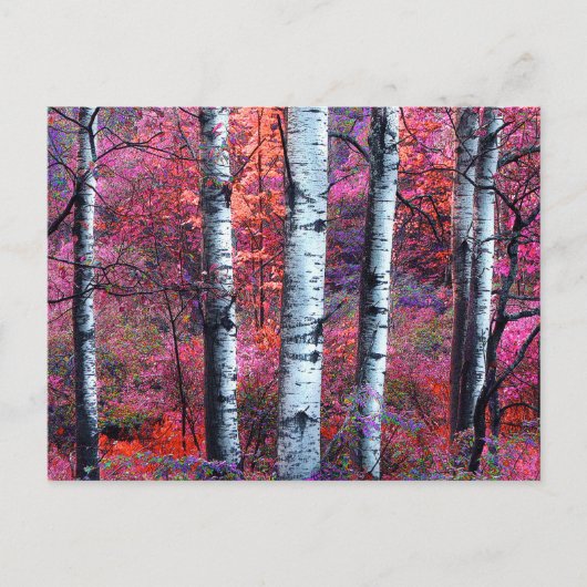 Carte Postale Forêt magique (Devant)