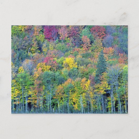 Carte Postale Forêt mixte de feuillus, Parc Gatineau (Québec), C (Devant)