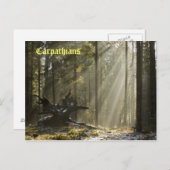 Carte Postale Forêt mystique (Devant / Derrière)