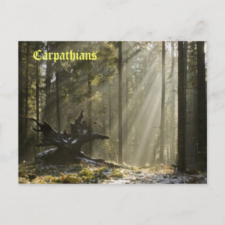 Carte Postale Forêt mystique