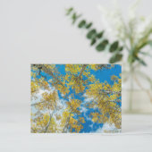 Carte Postale Forêt nationale de Gunnison Colorado (Debout devant)