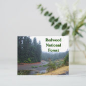 Carte Postale Forêt nationale de Redwood (Debout devant)