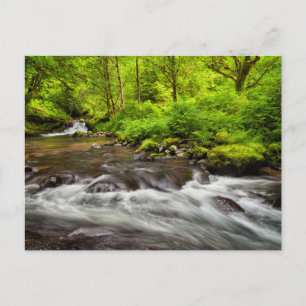 Carte Postale Forêt nationale de Siuslaw, ruisseau Sweet, Oregon