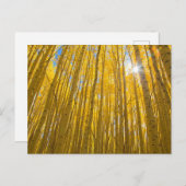 Carte Postale Forêt nationale de White River (Devant / Derrière)