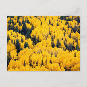 Carte Postale Forêt nationale de White River Aspen, Colorado