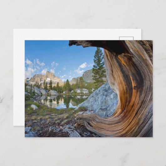 Carte Postale Forêt nationale d'Inyo, Californie (Devant / Derrière)