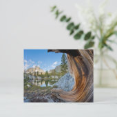 Carte Postale Forêt nationale d'Inyo, Californie (Debout devant)