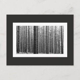 Carte Postale Forêt (noir et blanc)