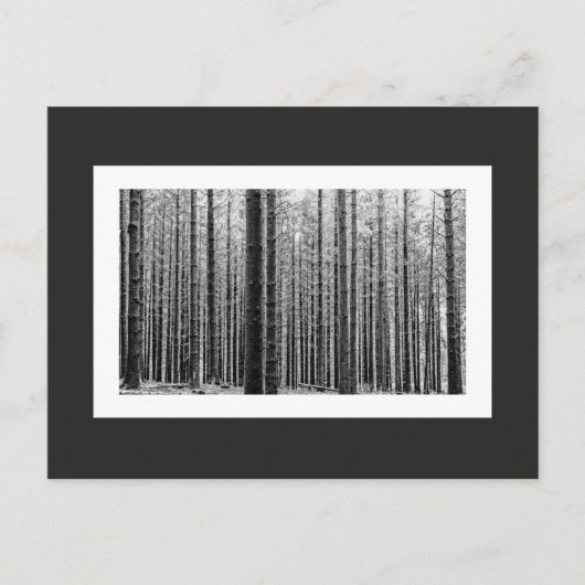 Carte Postale Forêt (noir et blanc) (Devant)