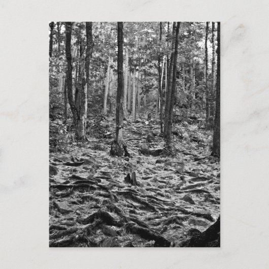 Carte Postale Forêt noire et blanche (Devant)