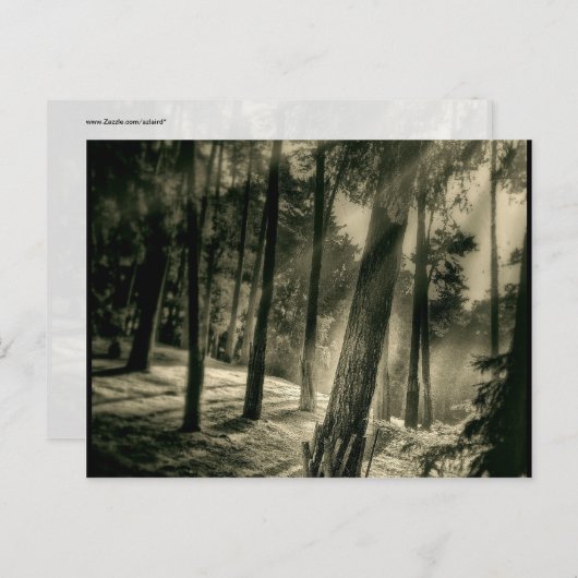 Carte Postale Forêt-Noire et Blanche Cool Sun Rays Nature Cadeau (Devant / Derrière)