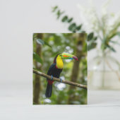 Carte Postale Forêt nuageuse de Monteverde Toucan Costa Rica (Debout devant)