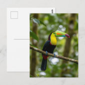 Carte Postale Forêt nuageuse de Monteverde Toucan Costa Rica (Devant / Derrière)