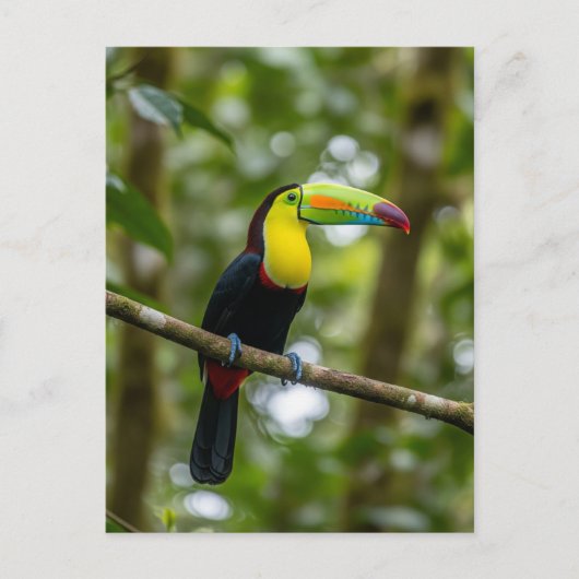 Carte Postale Forêt nuageuse de Monteverde Toucan Costa Rica (Devant)