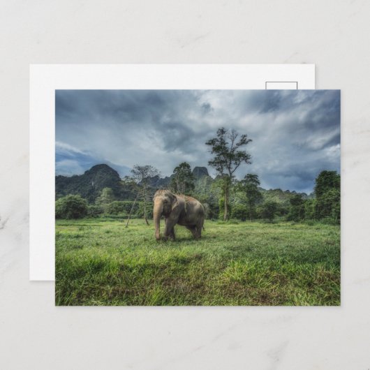 Carte Postale Forêt | Parc national de Kao Sok (Devant / Derrière)