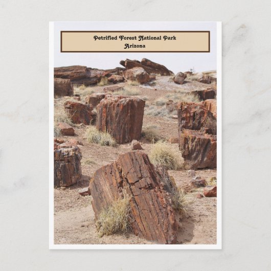 Carte Postale Forêt pétrifiée, AZ, Verticale (Devant)