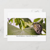 Carte Postale Forêt pluviale de papillons - Gainesville, FL 005 (Devant / Derrière)