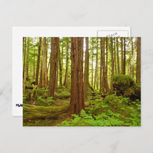 Carte Postale Forêt pluviale tempérée de l'Alaska (Devant / Derrière)