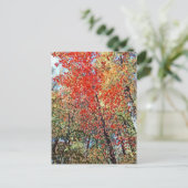 Carte Postale forêt pointillisme (Debout devant)
