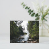 Carte Postale Forêt près de Hunters Beach dans le parc national  (Debout devant)