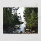 Carte Postale Forêt près de Hunters Beach dans le parc national  (Devant)